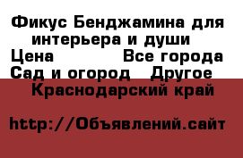 Фикус Бенджамина для интерьера и души › Цена ­ 2 900 - Все города Сад и огород » Другое   . Краснодарский край